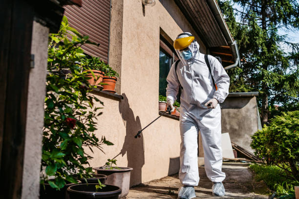 Wasp Removal Services in Dassel, MN
