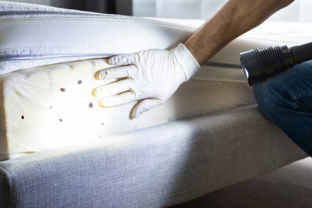 Pest Control for Restaurants in Dassel, MN
