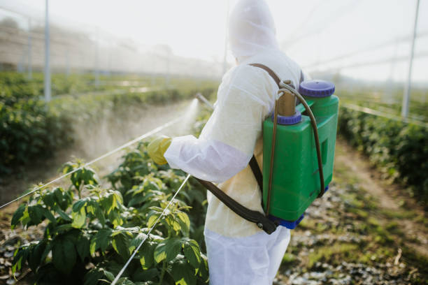 Best Termite Control Services  in Dassel, MN